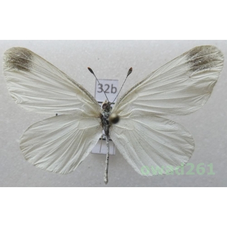 Leptidea sinapis (Linnaeus, 1758) Bulgaria32b